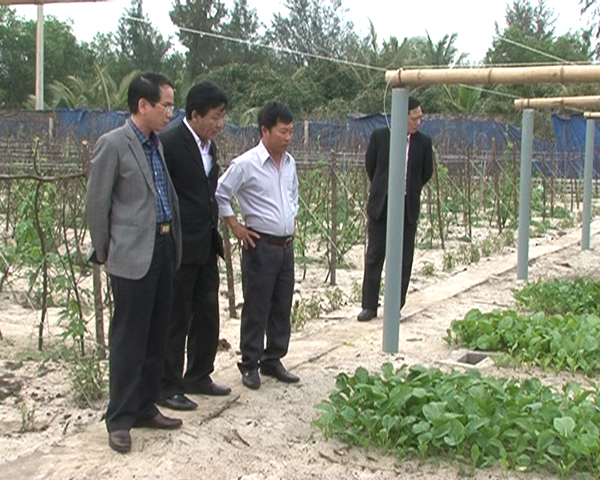 Lãnh đạo huyện Quảng Ninh thăm mô hình trồng rau VietGap tại Hải Ninh